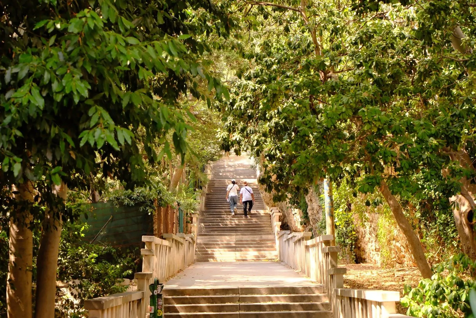 A stepped stone alley climbing through greenery on the Adriatic coast.