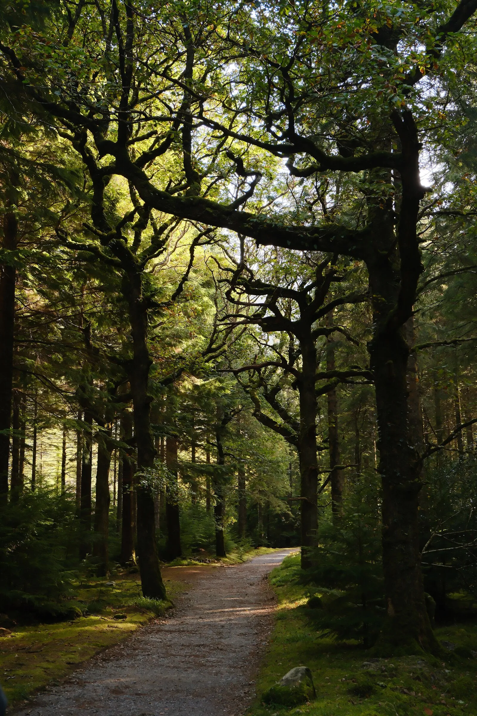 A footpath through moss-covered trees in County Cork, soft light filtering through the canopy.