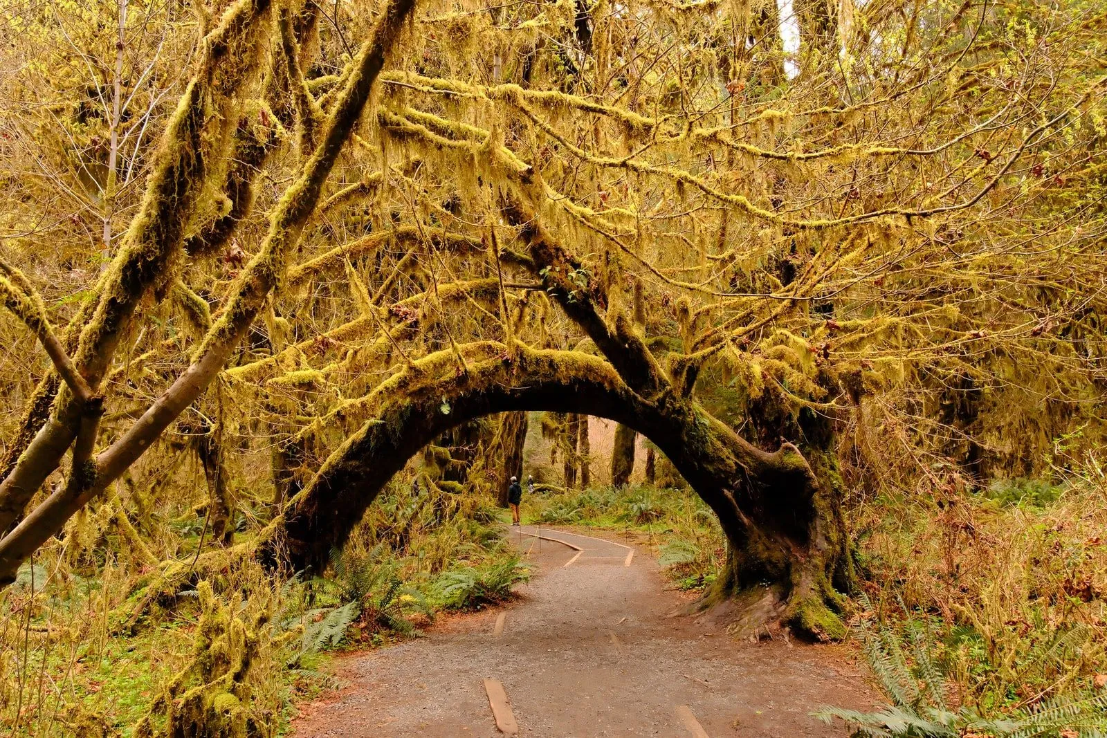 Moss-draped tree canopy in a temperate rainforest, light breaking through overhead.