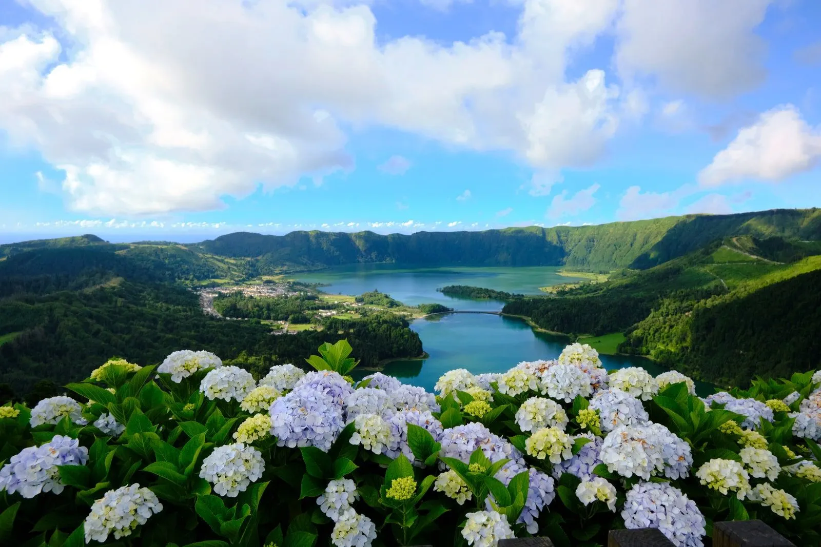 Hydrangeas in bloom overlooking the twin-coloured crater lakes of Sete Cidades.