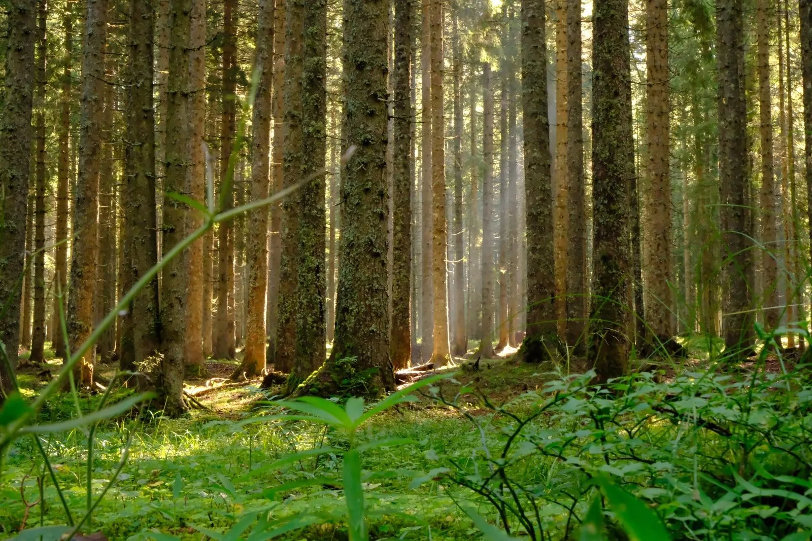 Tall pine trunks in dense forest, early light breaking through in shafts.